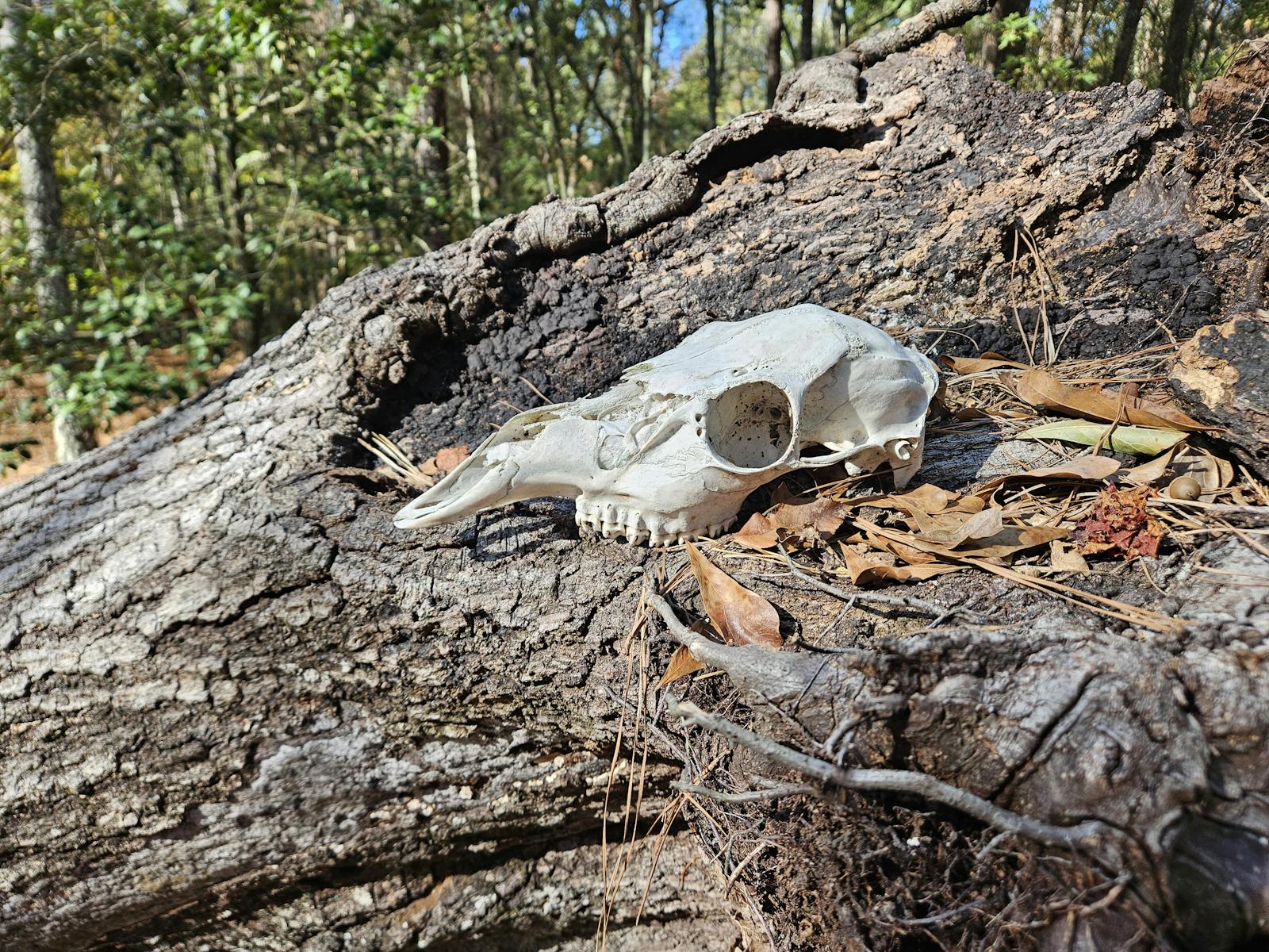 Best Ways to Clean a Deer Skull